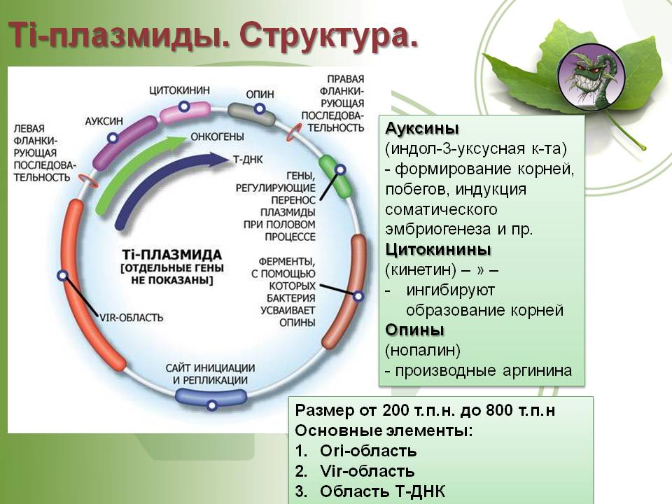 Kraken market ссылка