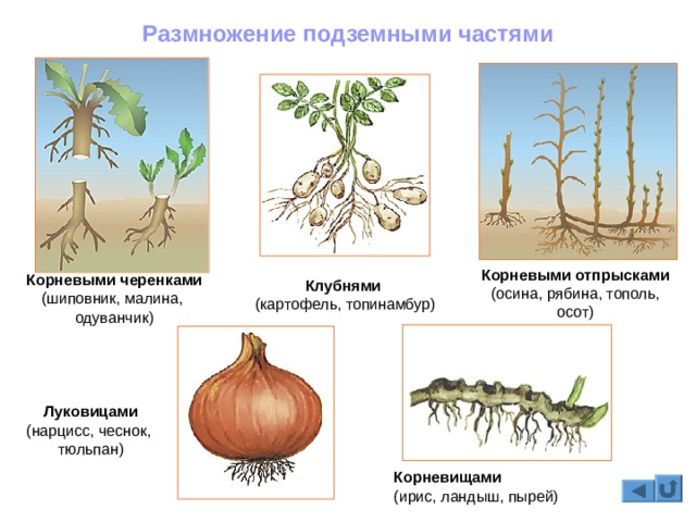 Kraken в россии